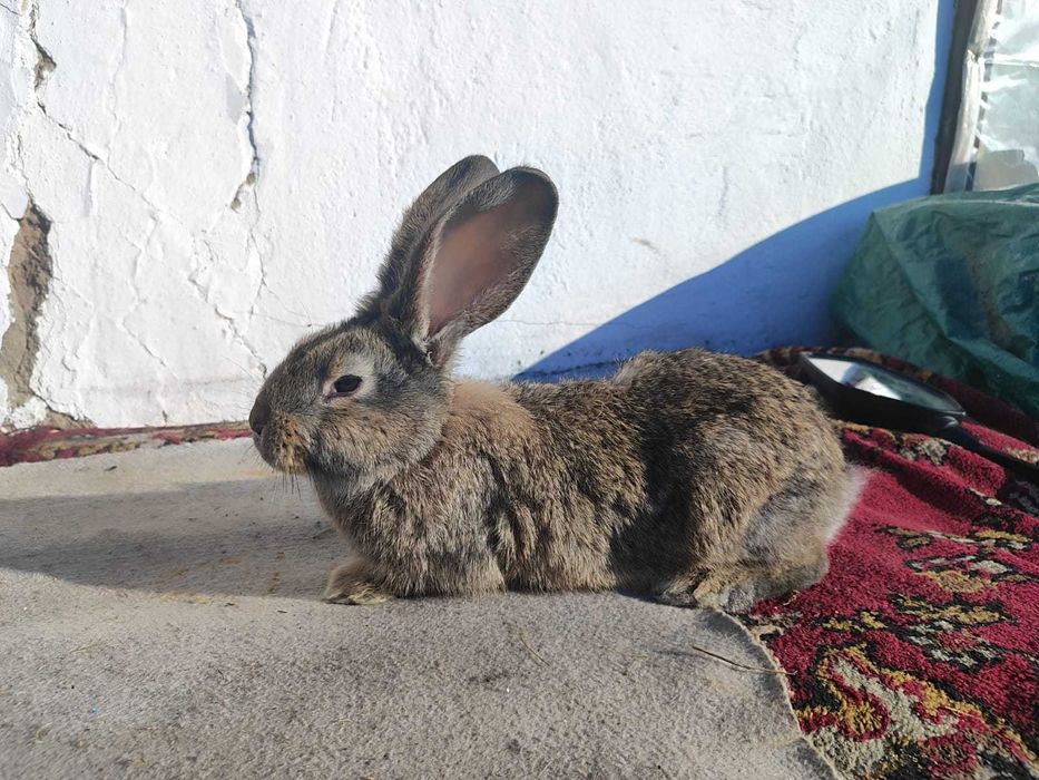 Продам кроликов !