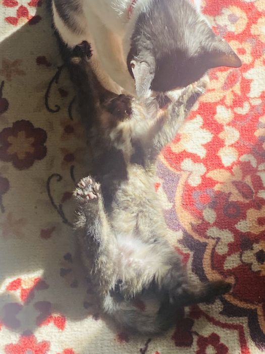 Котенок -девочка