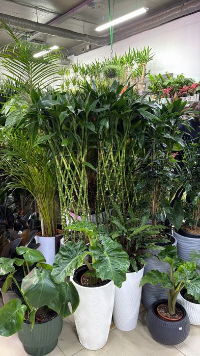 Крупные растения на подарок