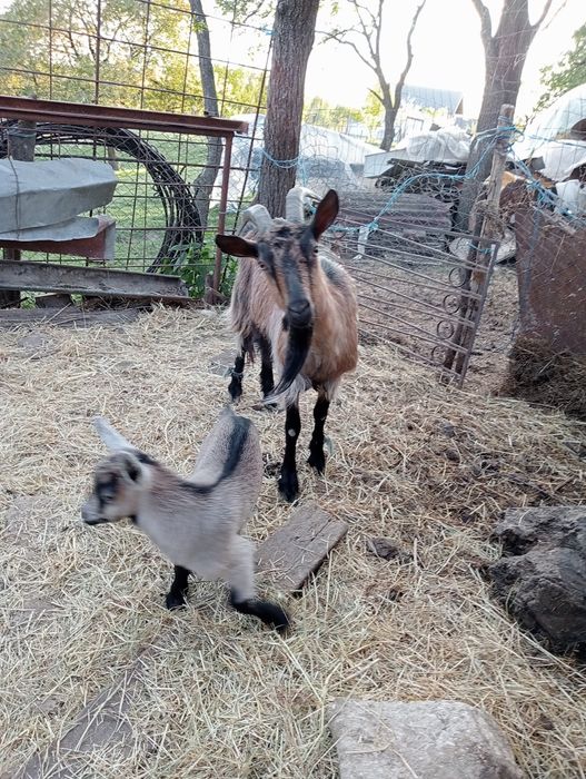 Vând capră cu iadă