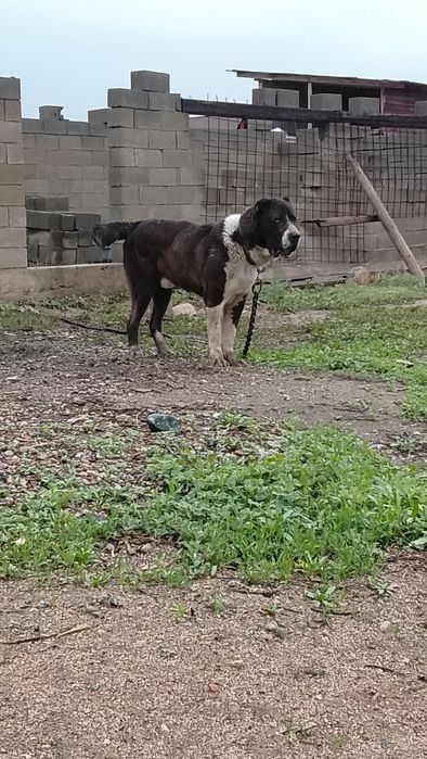 Алабай 1.8 младой