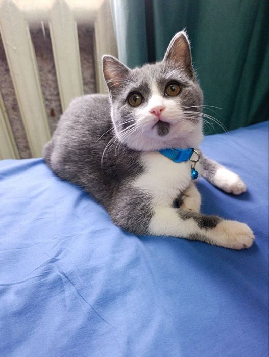 Шотландский мушук сотилади 6 ойлик