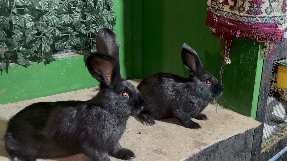 Doi masculi si două femele metiși de fluture german