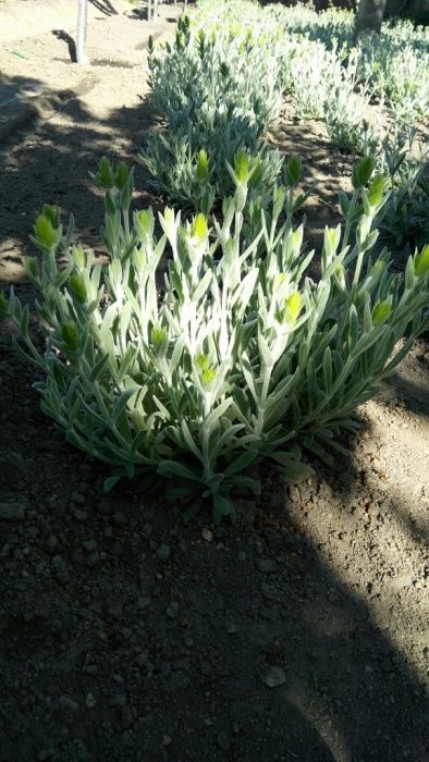 семе за мурсалски чай