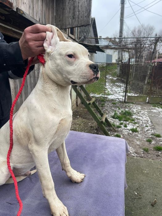 Mascul Dog Argentinian/Pedigree