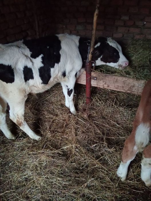 De vânzare viței 4 bucati