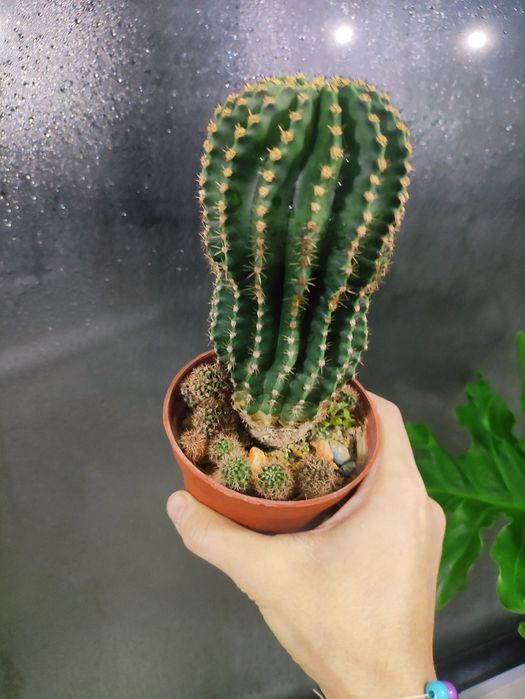 Кактус с детками