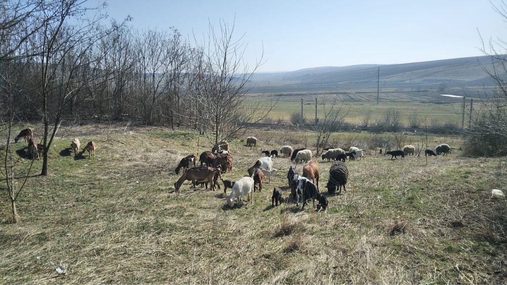 Capre de vanzare si oi
