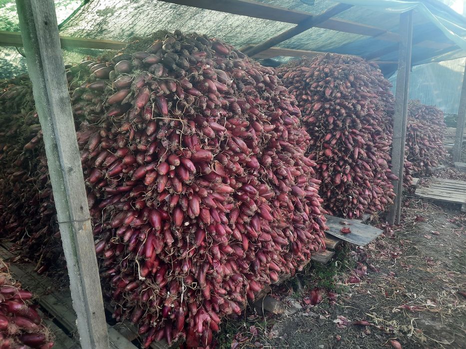 Ceapa rosie de apa Potoceni