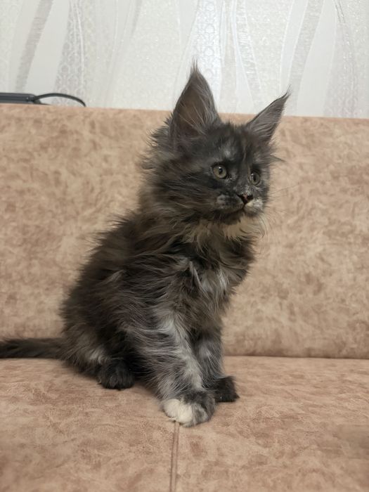 Котята Мейн-кун , великаны