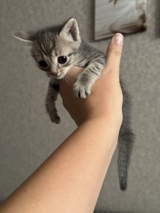 Отдам малышей-котяток