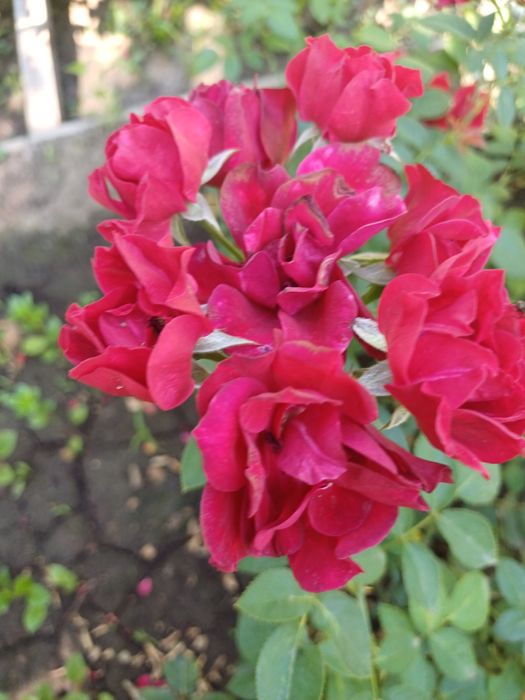 Продам многолетние цветы