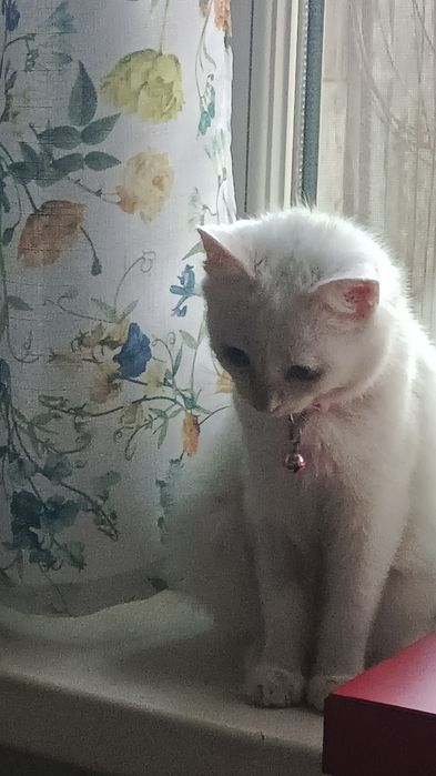 Молодая кошечка , очень добрая