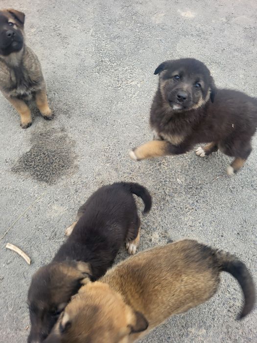 Щенки бесплатно Гульдала