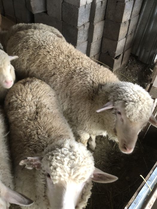 Койлар, Бараны Сатылады БАЙСЕРКЕ