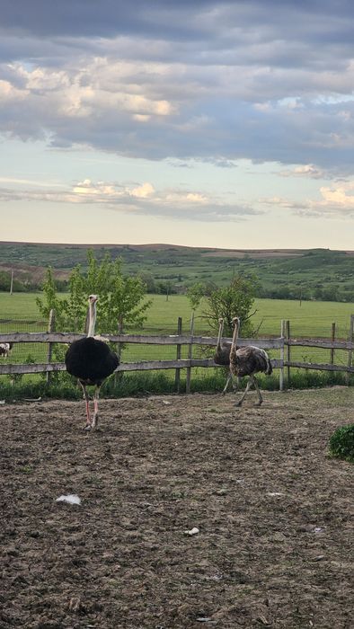 Struți, Familie de struți schimba locatia
