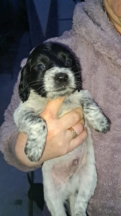 Отдам в добрые руки щенят