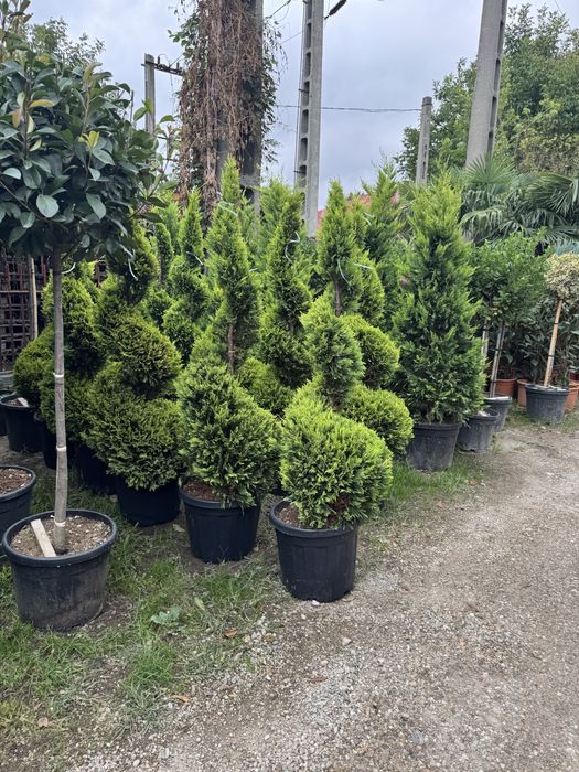 Plante decorative pentru gradina ta