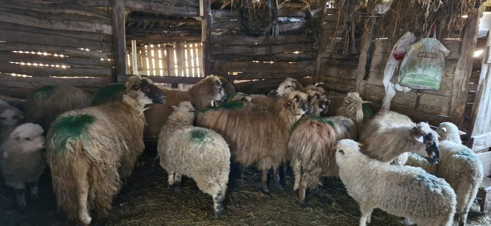 Vând oi Turcane 10 bucăți cu miei