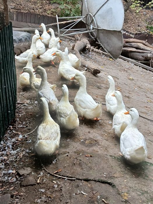 Животные сельского