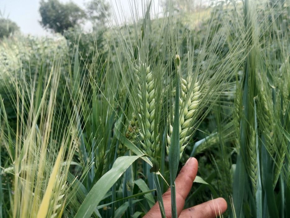 Ячмен Канадски Элвин(ALVIN)