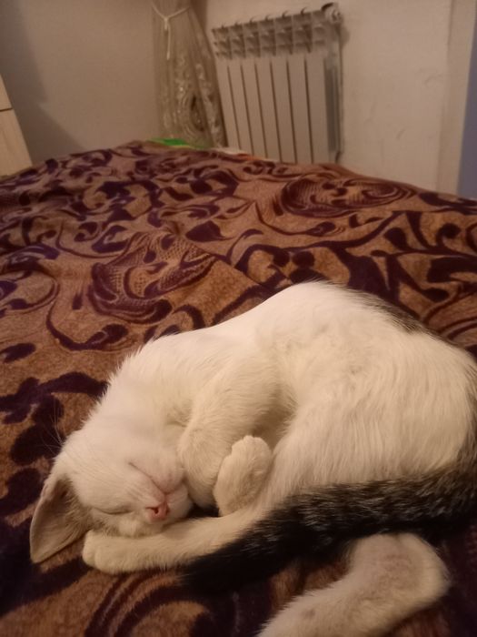 Отдам котёнка 2 месяца. Мальчишка.