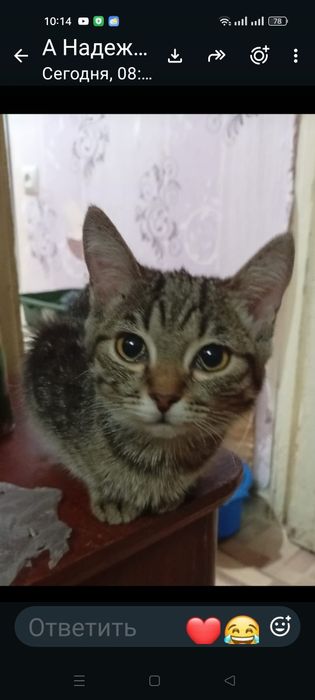 Отдаю бесплатно кошку