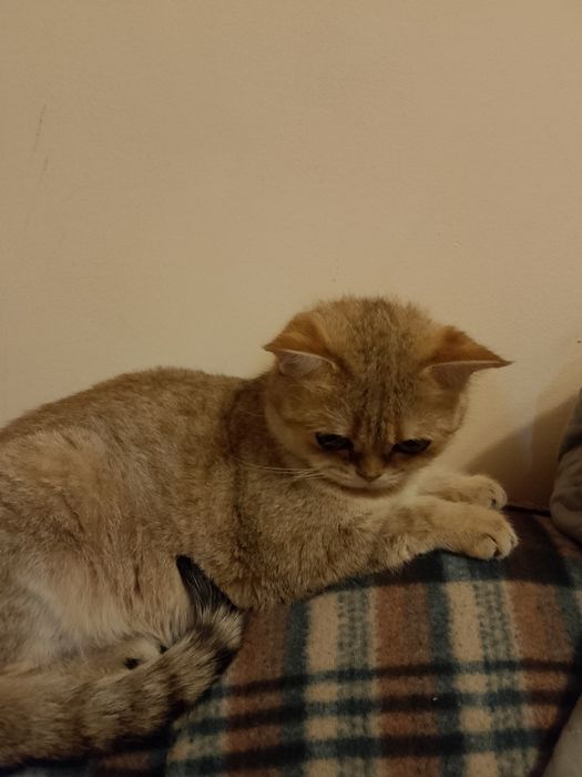 Золотая шиншилла