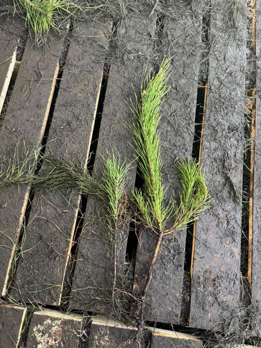 Сеянцы сосны 3-х лет