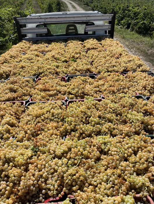 Struguri de vin producator