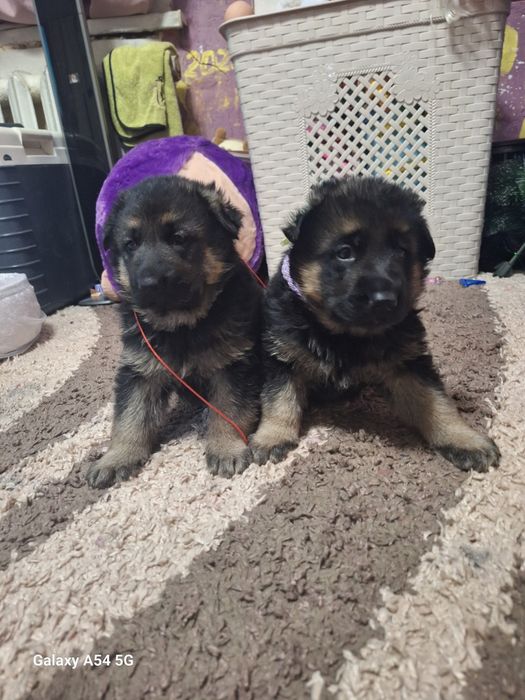 Продам щенков немецкой овчарки