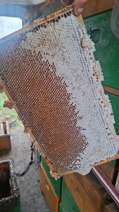 Miere de rapita proaspata si buna