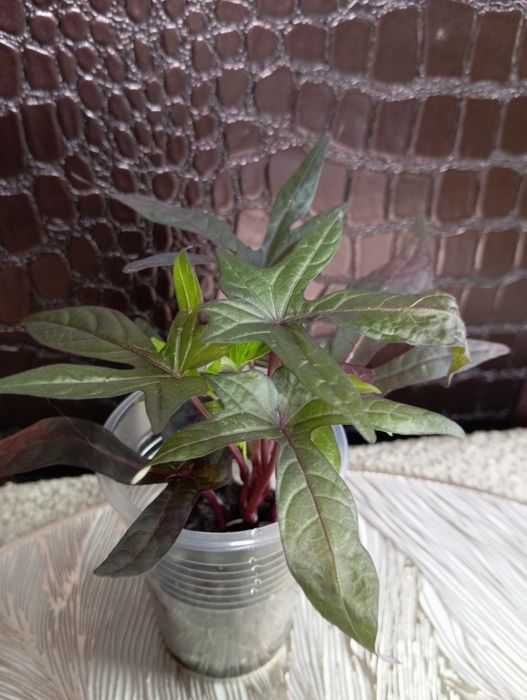 Комнатные растения