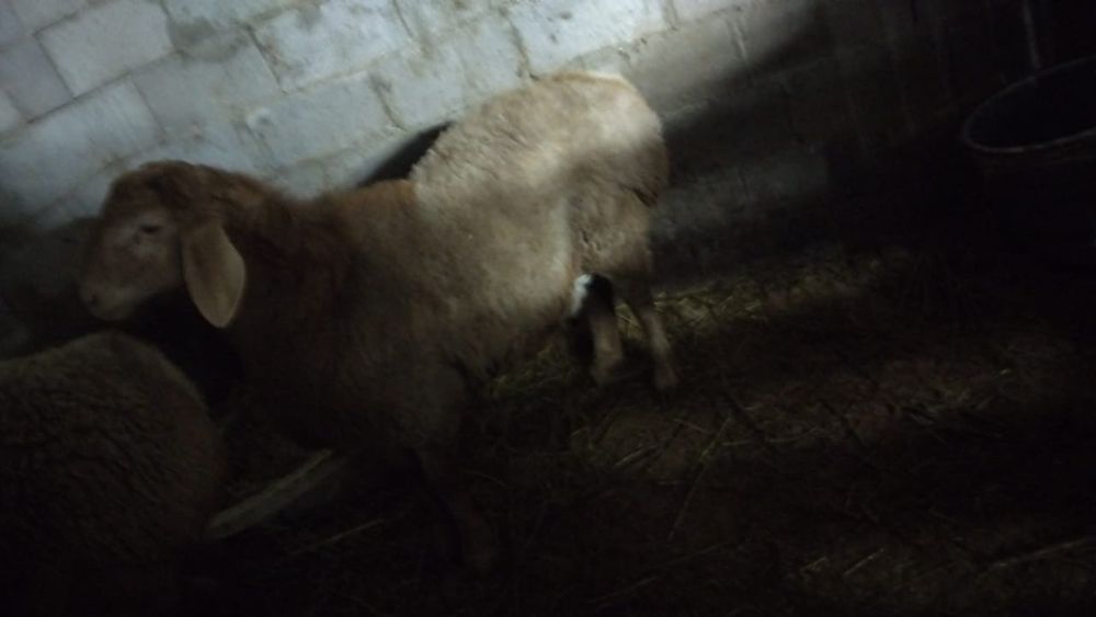 Арашан 5 месяцев