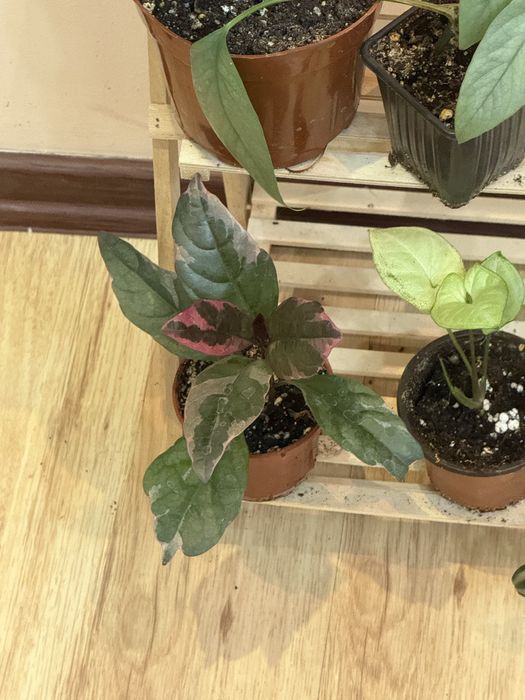 Наборы из 6 цветов