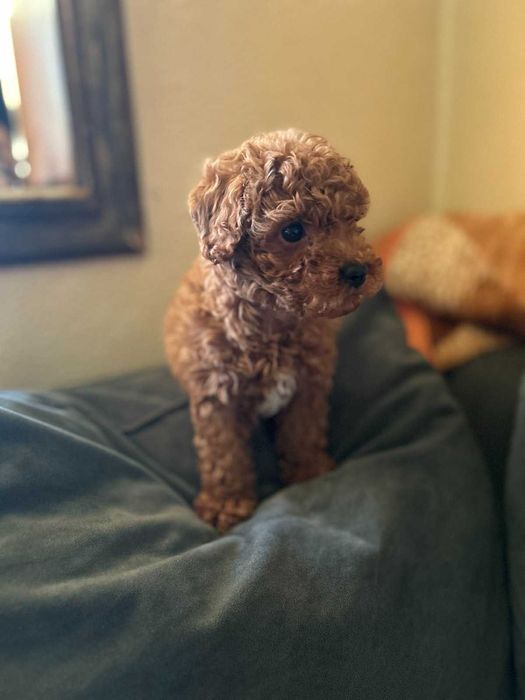 Той пудел - мини