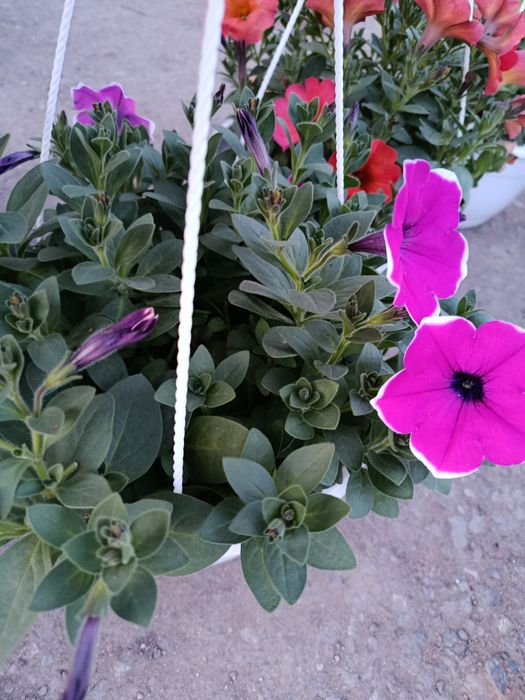 Цветы садовые в ассортименте