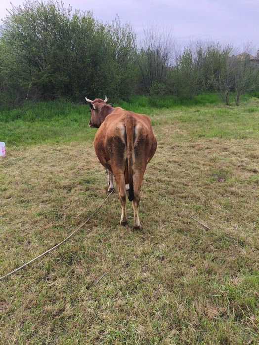 Продавам крава БРГ