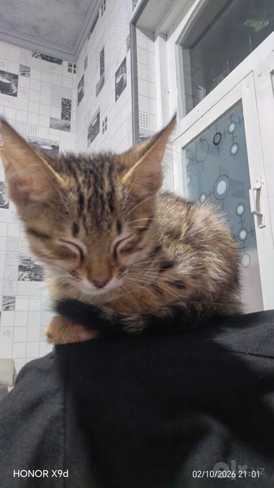 Котенок. Отдам даром.