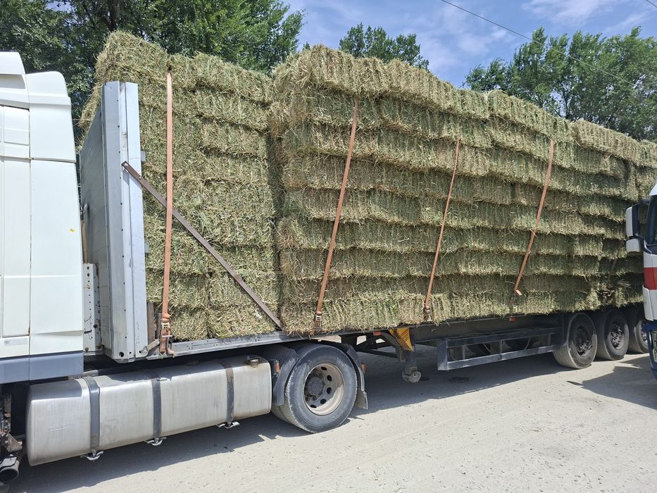 Жоңышқа пресс бар