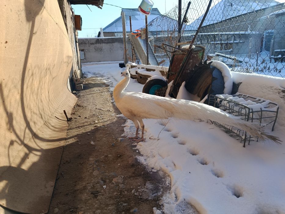 Белый Павлин самец