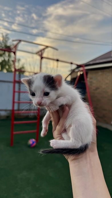 Отдаем котят в добрые руки