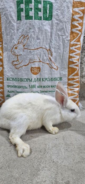 продаются домашние кролики