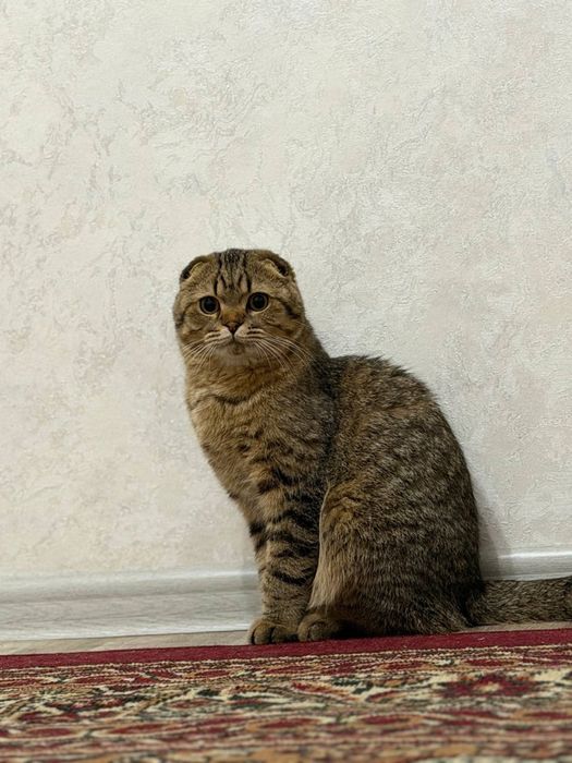 Scottish fold sotiladi