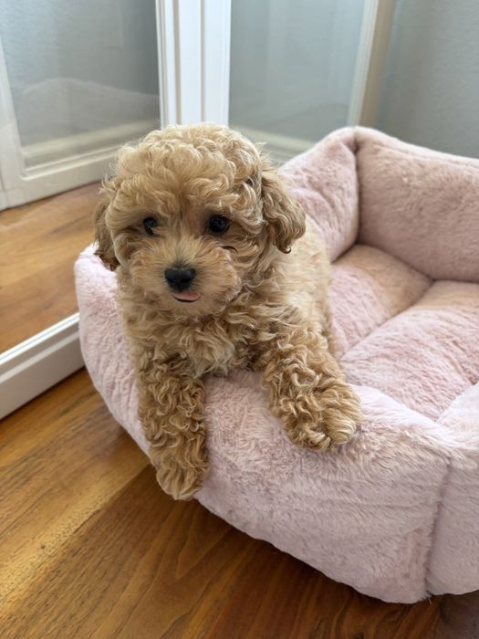 Caniche Poodle Mini Toy | Vaccinat |
