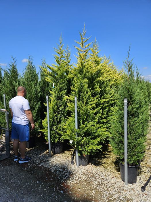 Plante ornamentale de calitate superioara