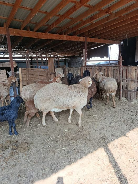 Арашан гисар с ягненятами