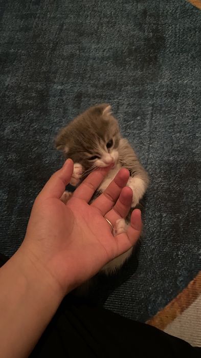 Мысық сатам бағасы 15000