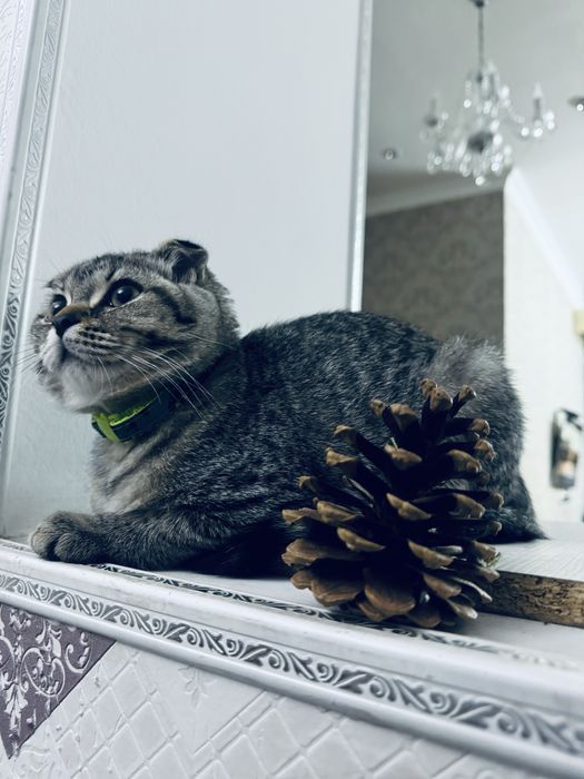 Шотландская вислоухая