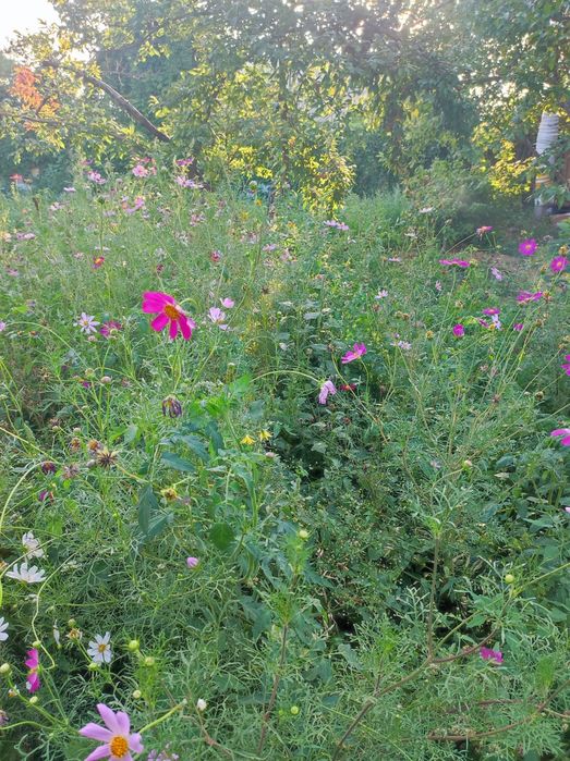 Дача Автообъединение (Медьзавод)